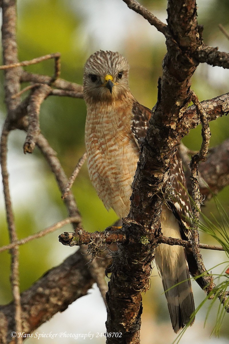 Red-shouldered Hawk - ML615543202