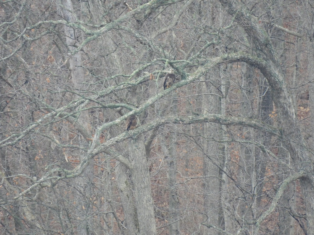 Bald Eagle - ML615543212