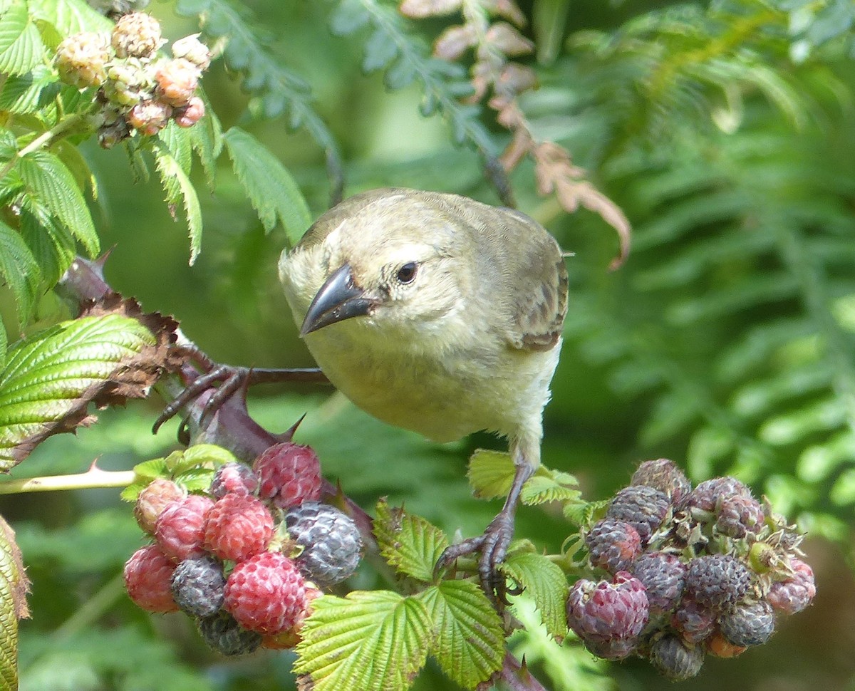 Woodpecker Finch - ML615543247