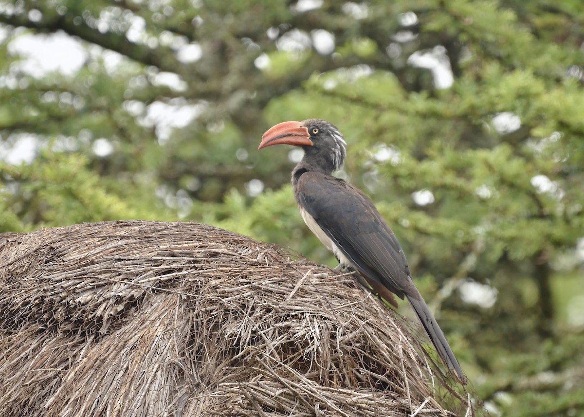 Crowned Hornbill - ML615543316