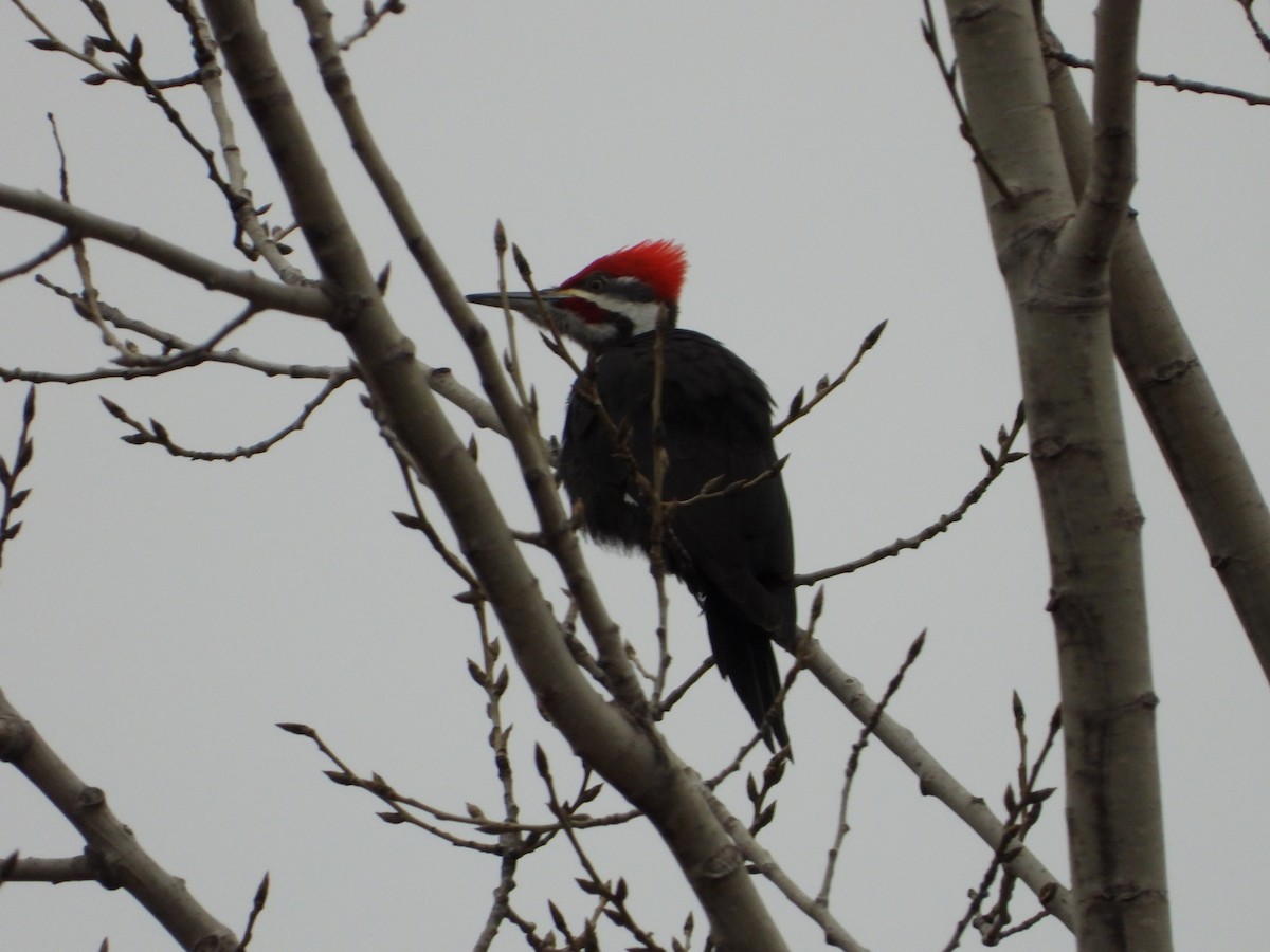 Pileated Woodpecker - ML615543333