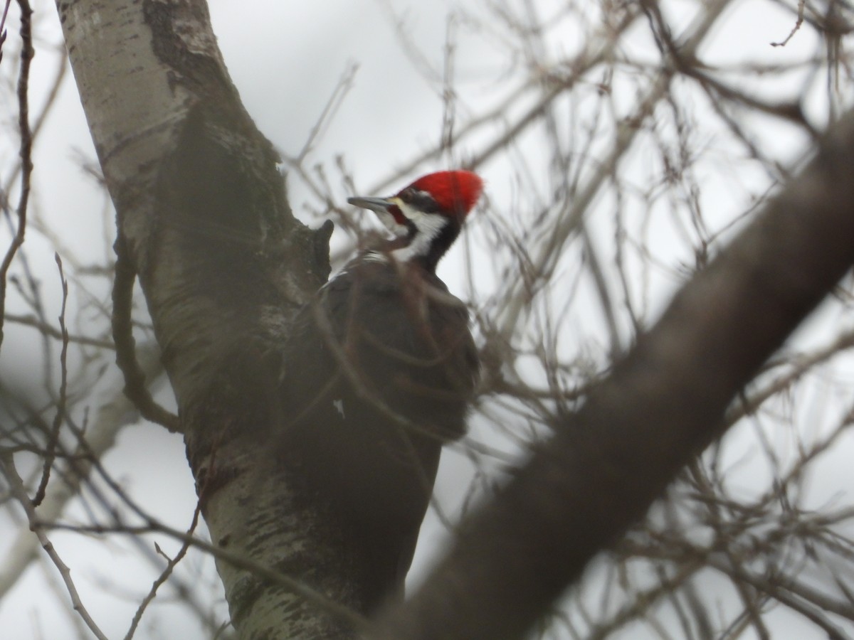 Pileated Woodpecker - ML615543339