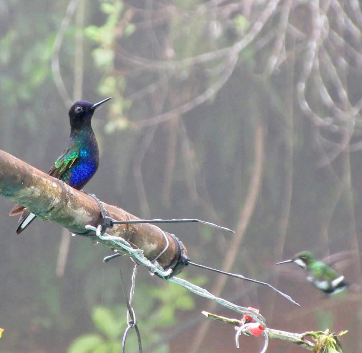 kolibřík hyacintový - ML615543360