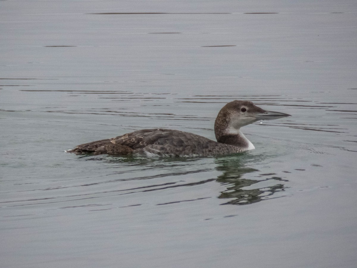 Common Loon - ML615543375