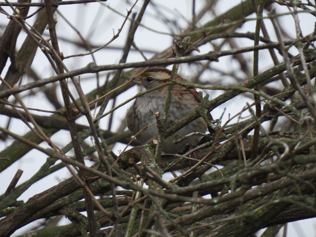 White-throated Sparrow - ML615543377