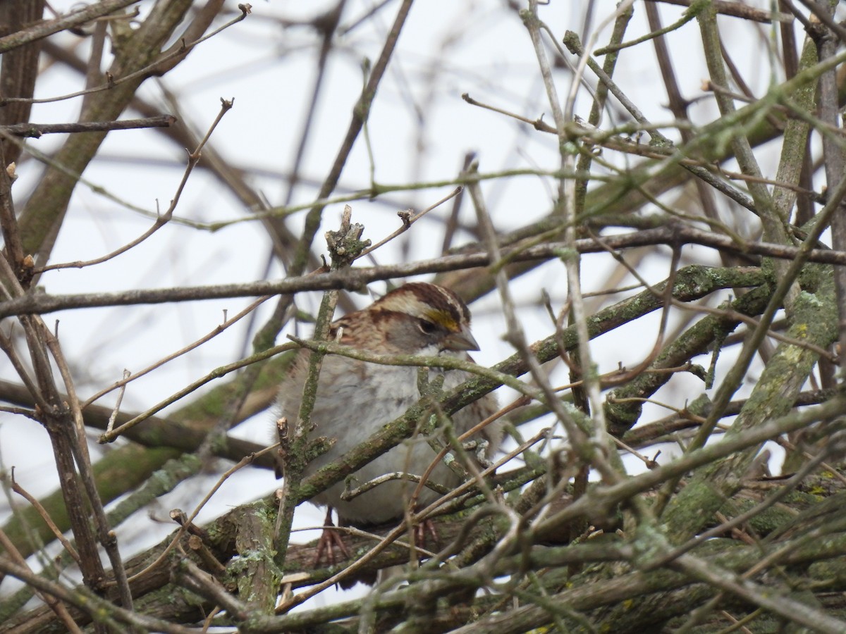 White-throated Sparrow - ML615543382