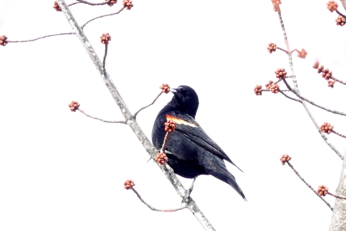 Red-winged Blackbird - Louise Courtemanche 🦅