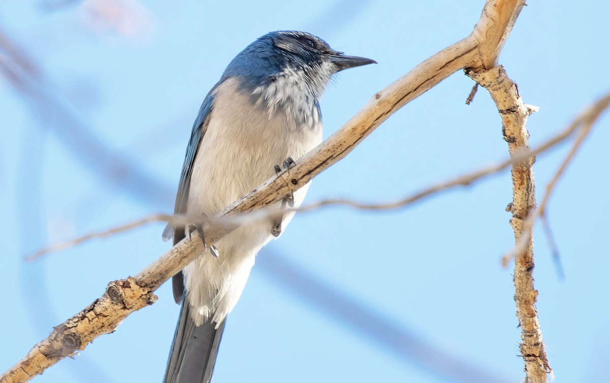 California/Woodhouse's Scrub-Jay - ML615543483