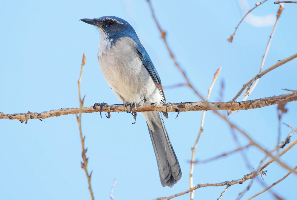 California/Woodhouse's Scrub-Jay - ML615543484