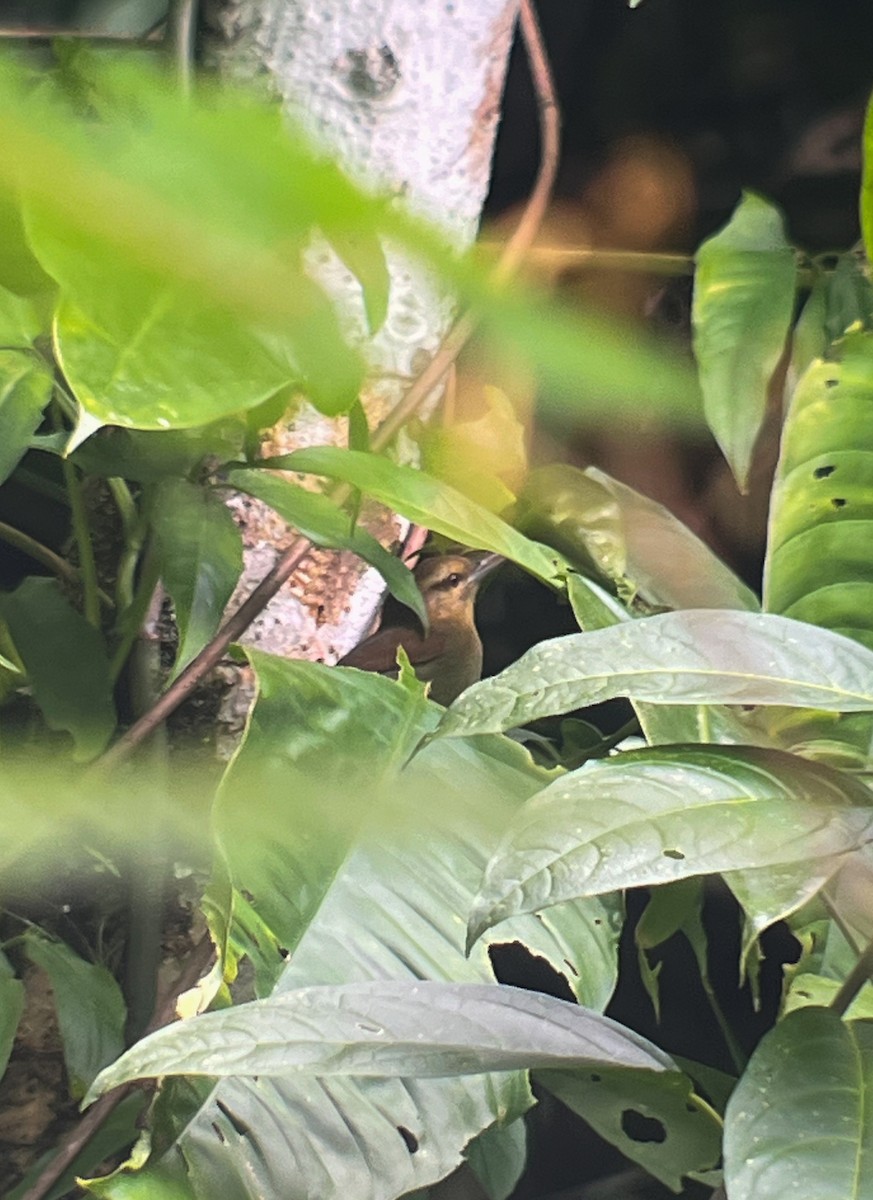 Russet Antshrike (Tawny) - Rogers "Caribbean Naturalist" Morales