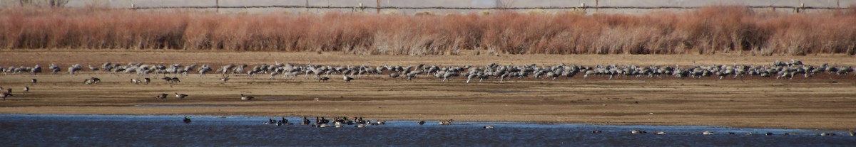 Sandhill Crane - ML615543537
