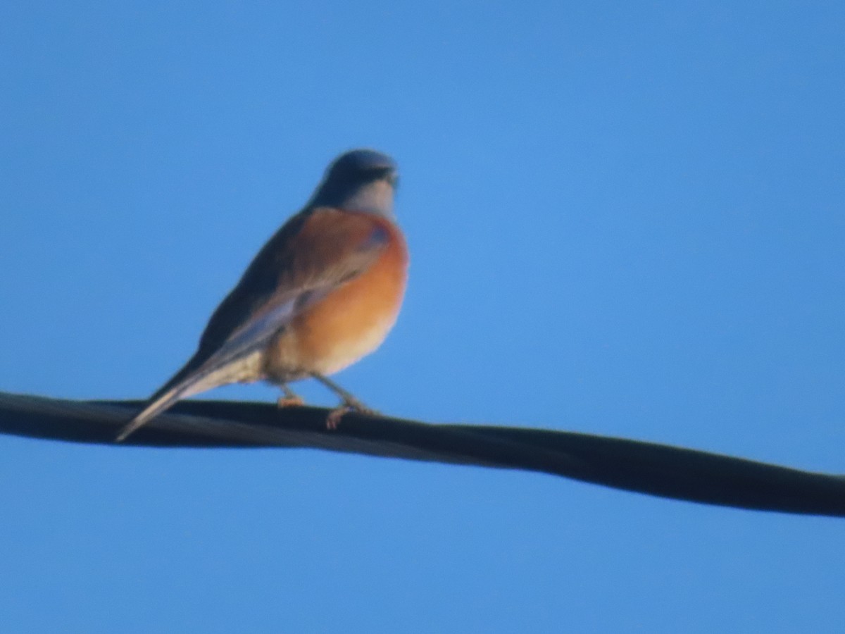 Western Bluebird - ML615543542