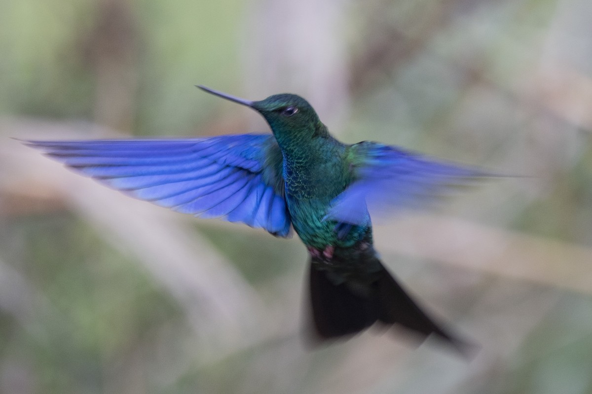 kolibřík modrokřídlý - ML615543569