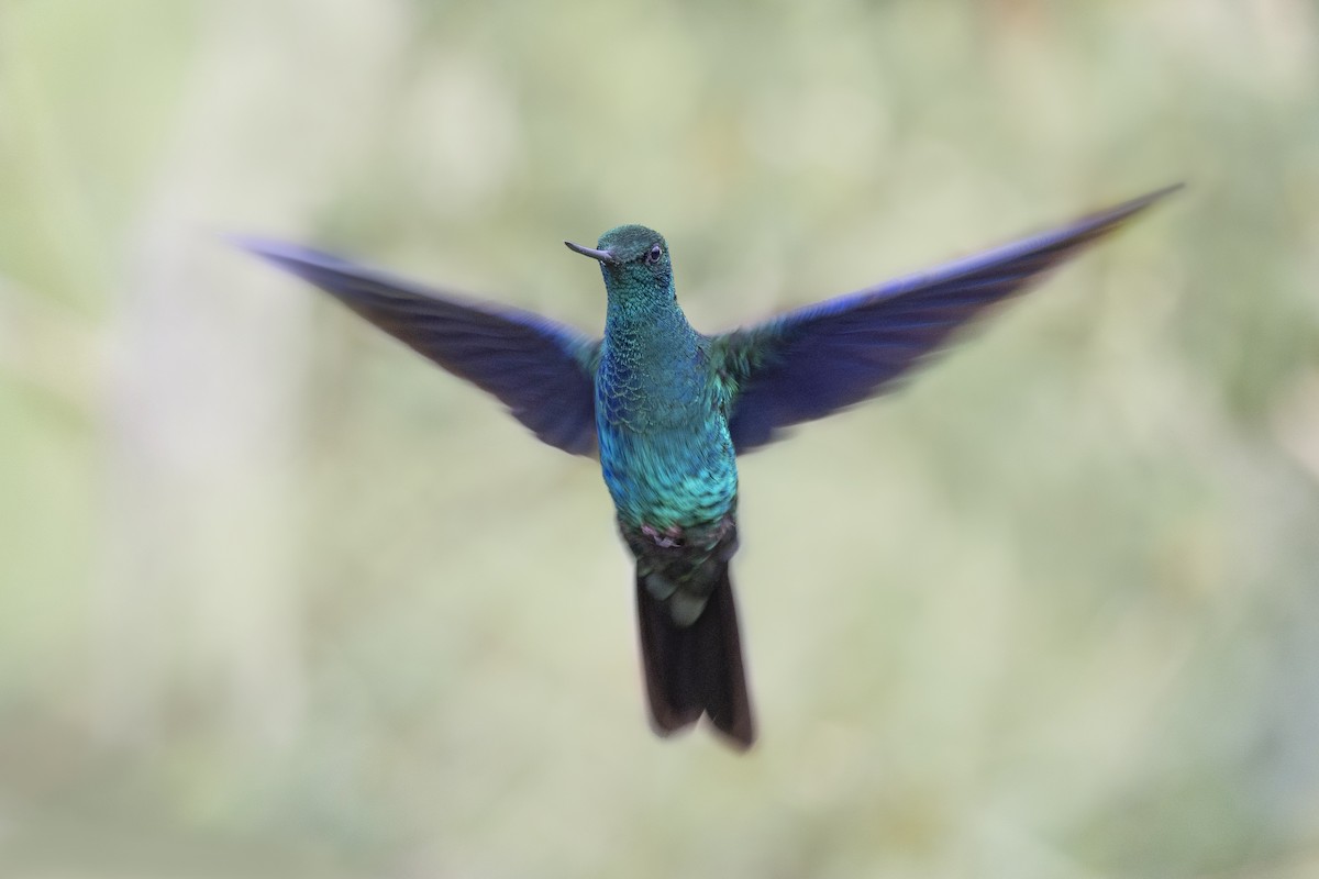 Colibrí Aliazul - ML615543570