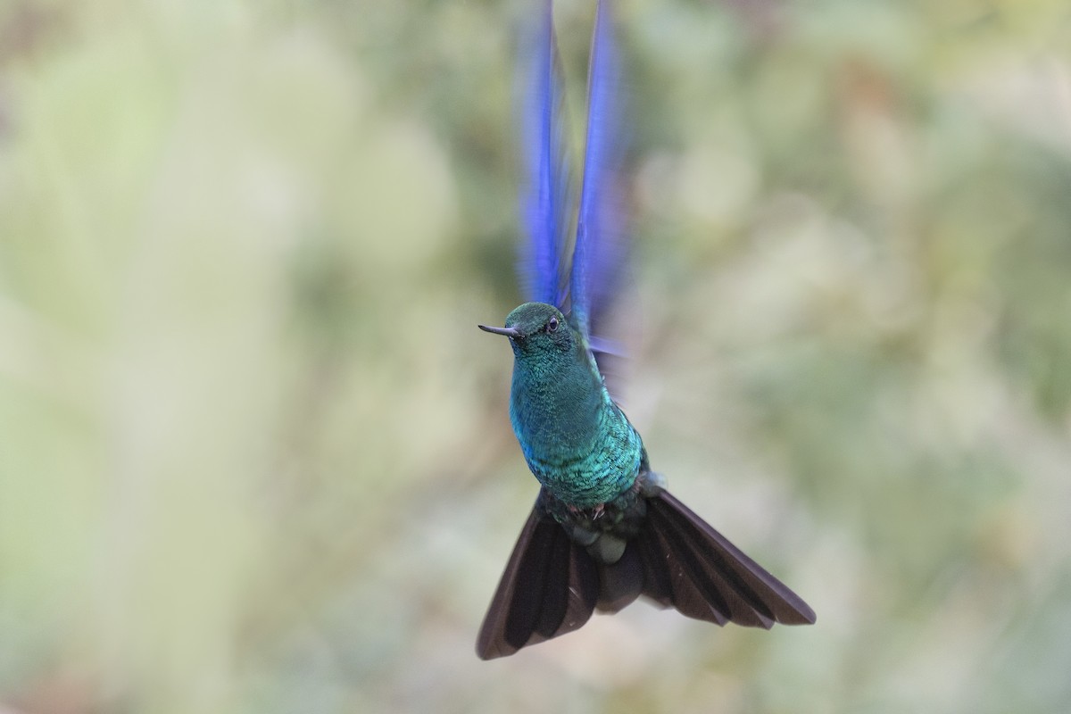 kolibřík modrokřídlý - ML615543571