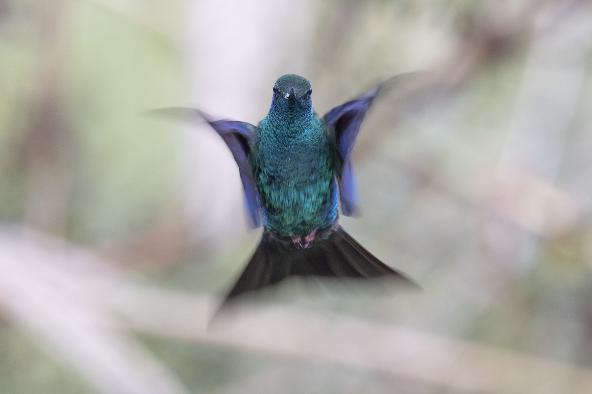 kolibřík modrokřídlý - ML615543572