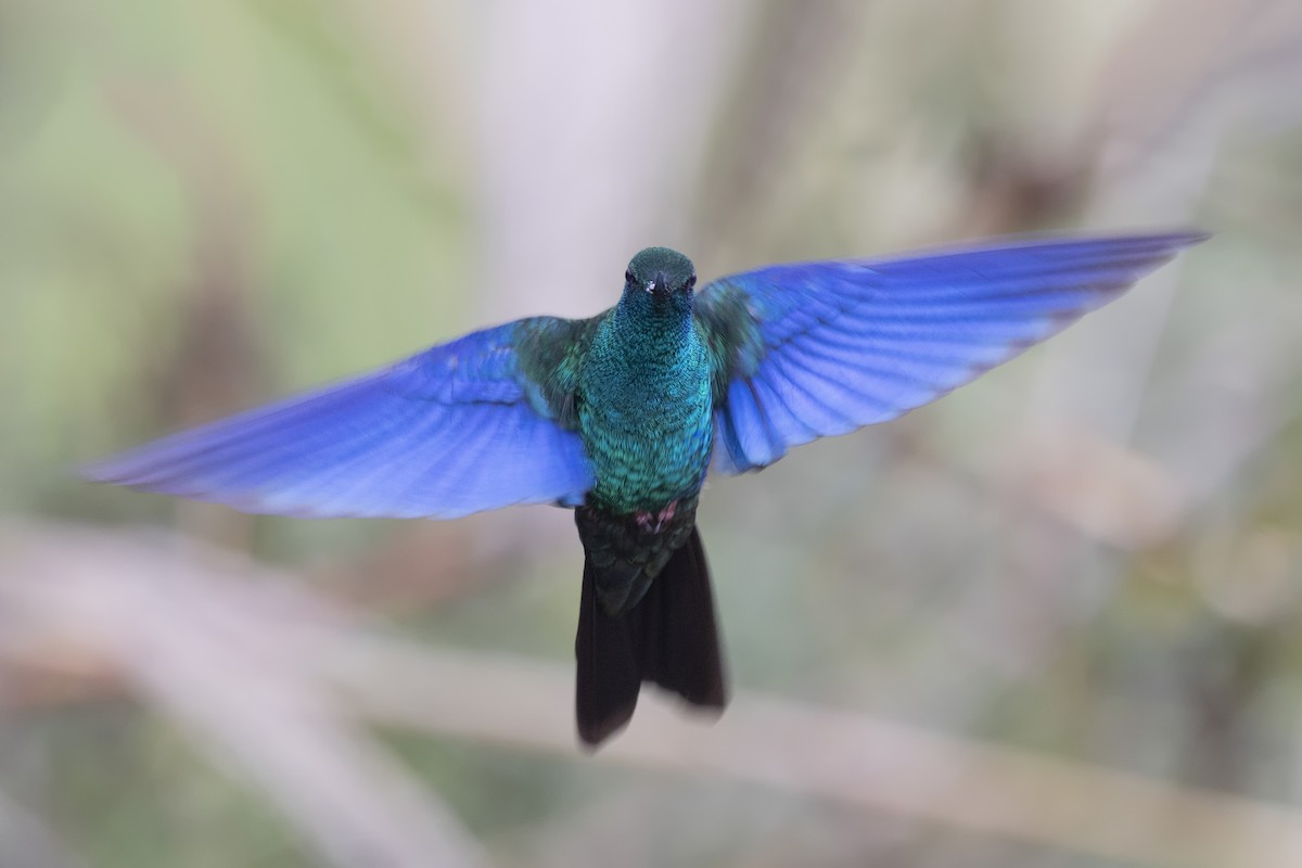 kolibřík modrokřídlý - ML615543573