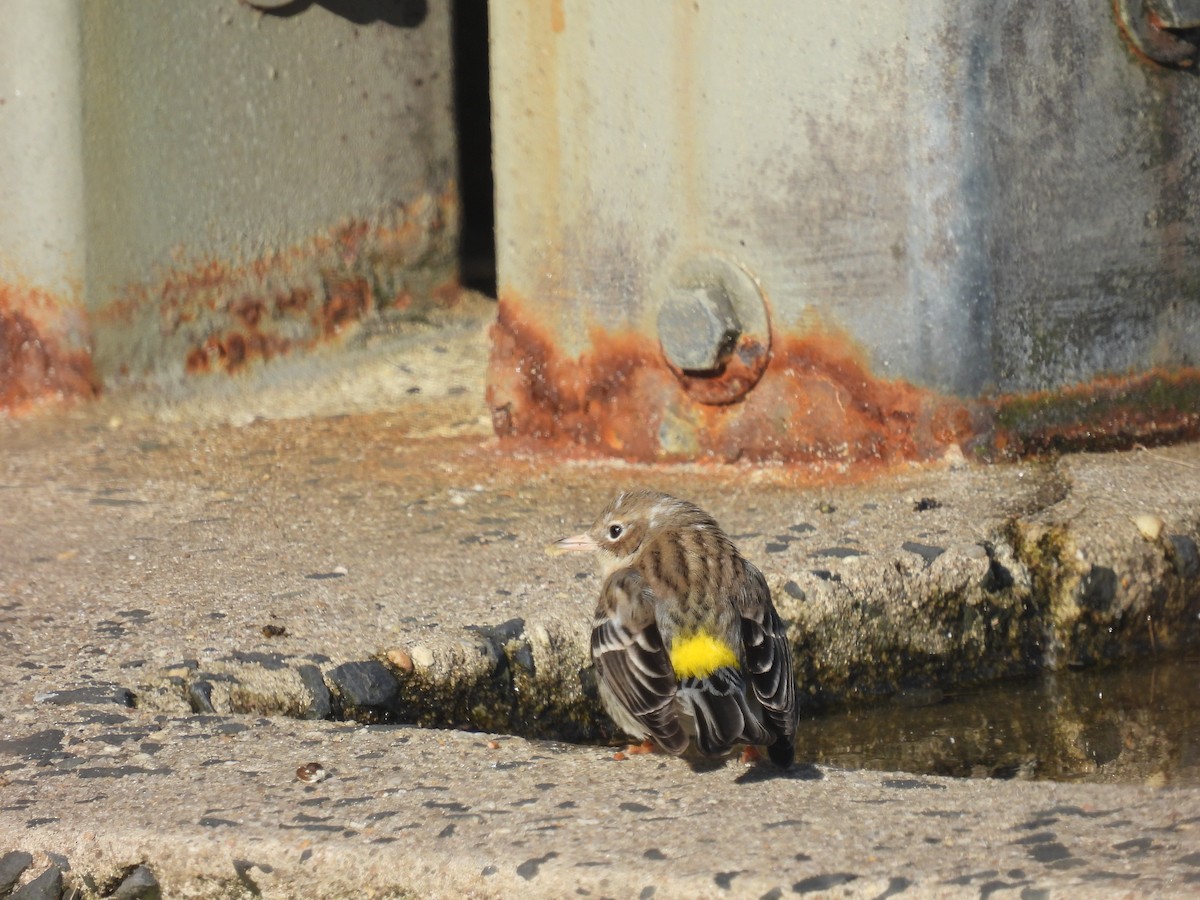 Yellow-rumped Warbler (Myrtle) - ML615543677