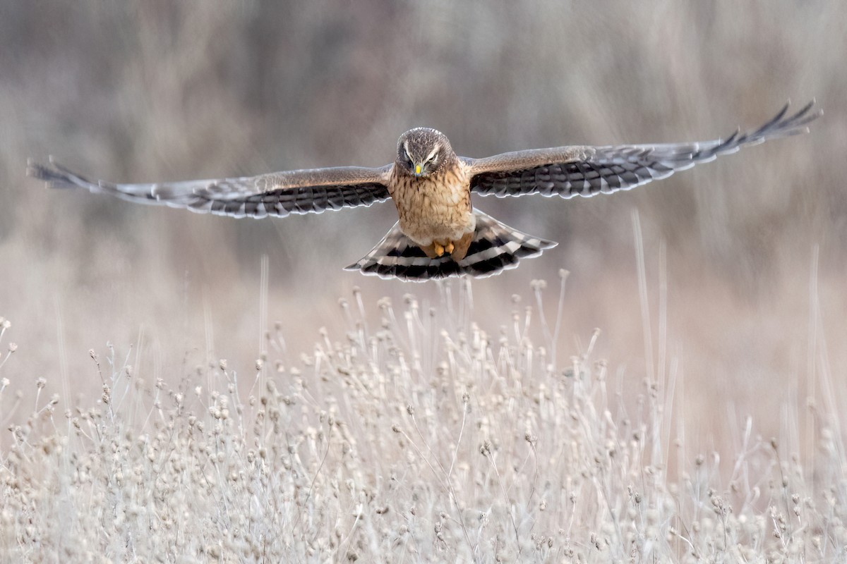 Northern Harrier - Sue Barth