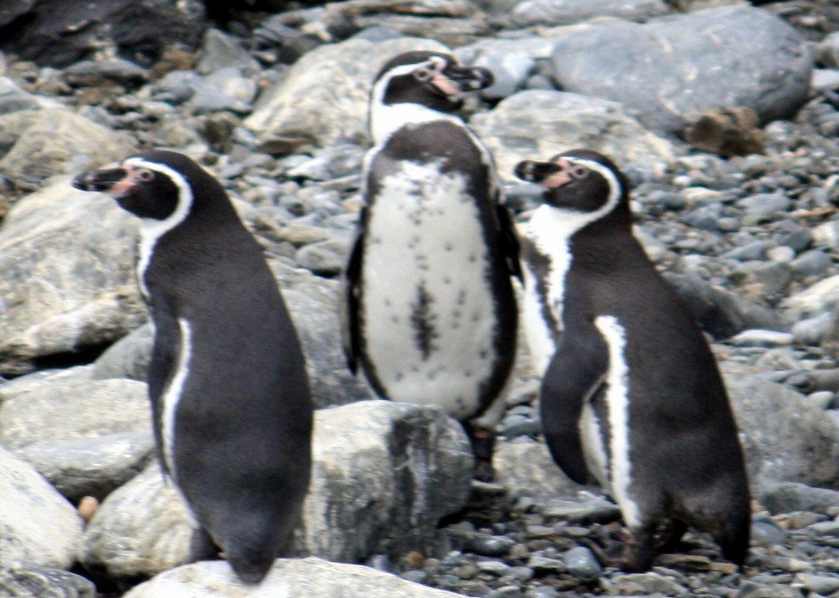 Pingüino de Humboldt - ML615543735
