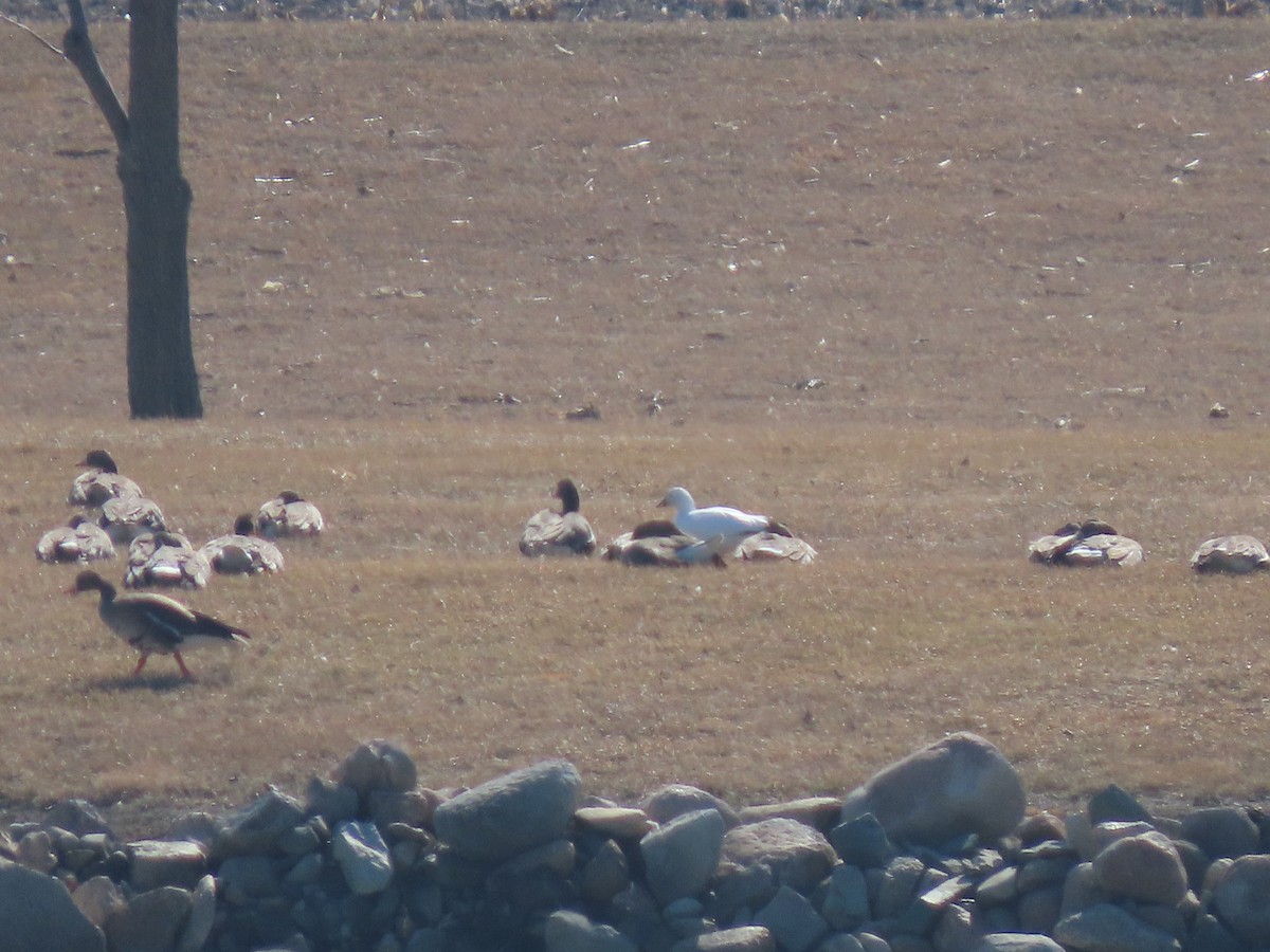 Ross's Goose - ML615543758