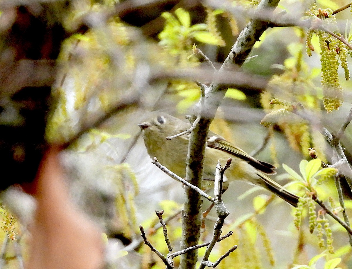 Ruby-crowned Kinglet - Christine Rowland