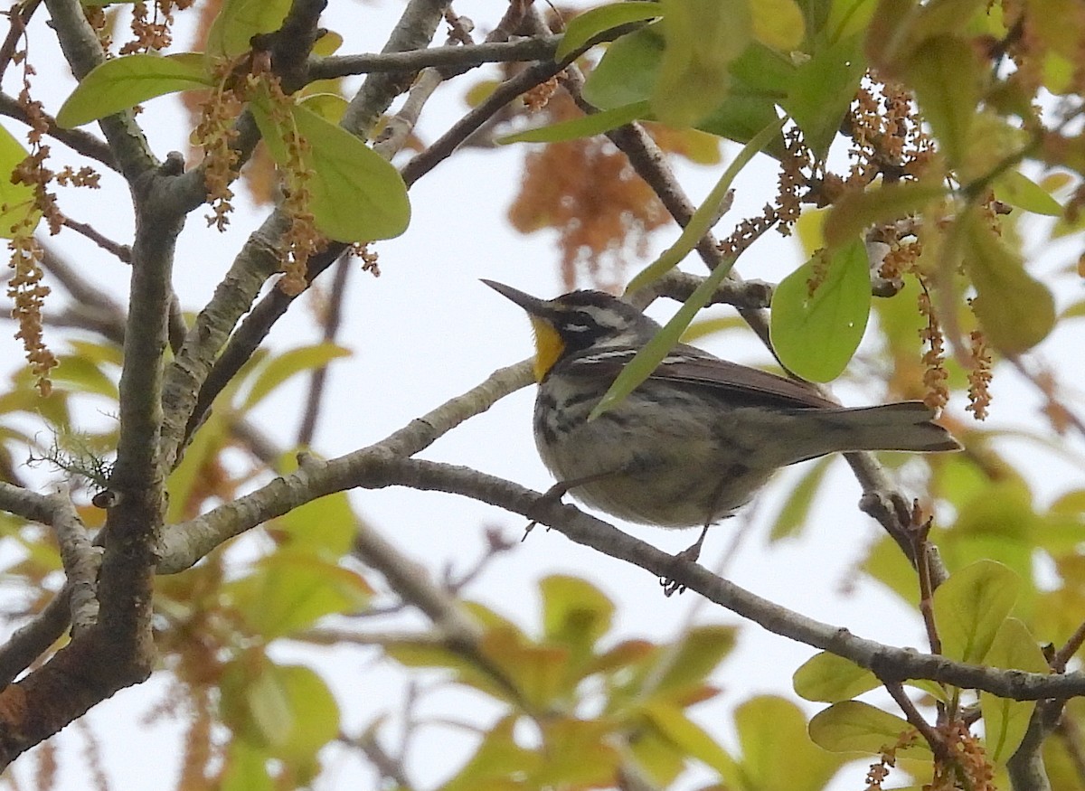 Yellow-throated Warbler - Christine Rowland