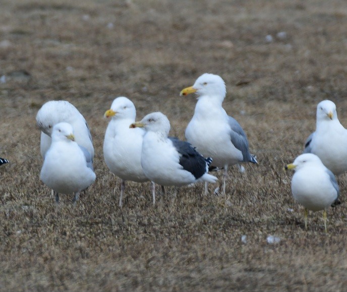 Lesser Black-backed Gull - Sean Hatch