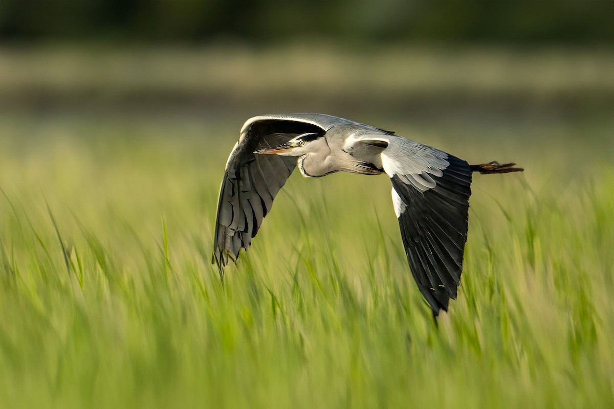 Gray Heron - John  Bursnall