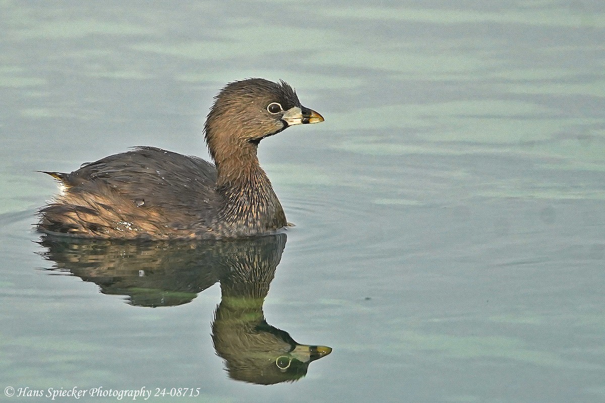 Pied-billed Grebe - ML615543841