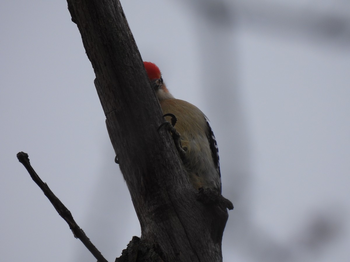 Red-bellied Woodpecker - ML615543870