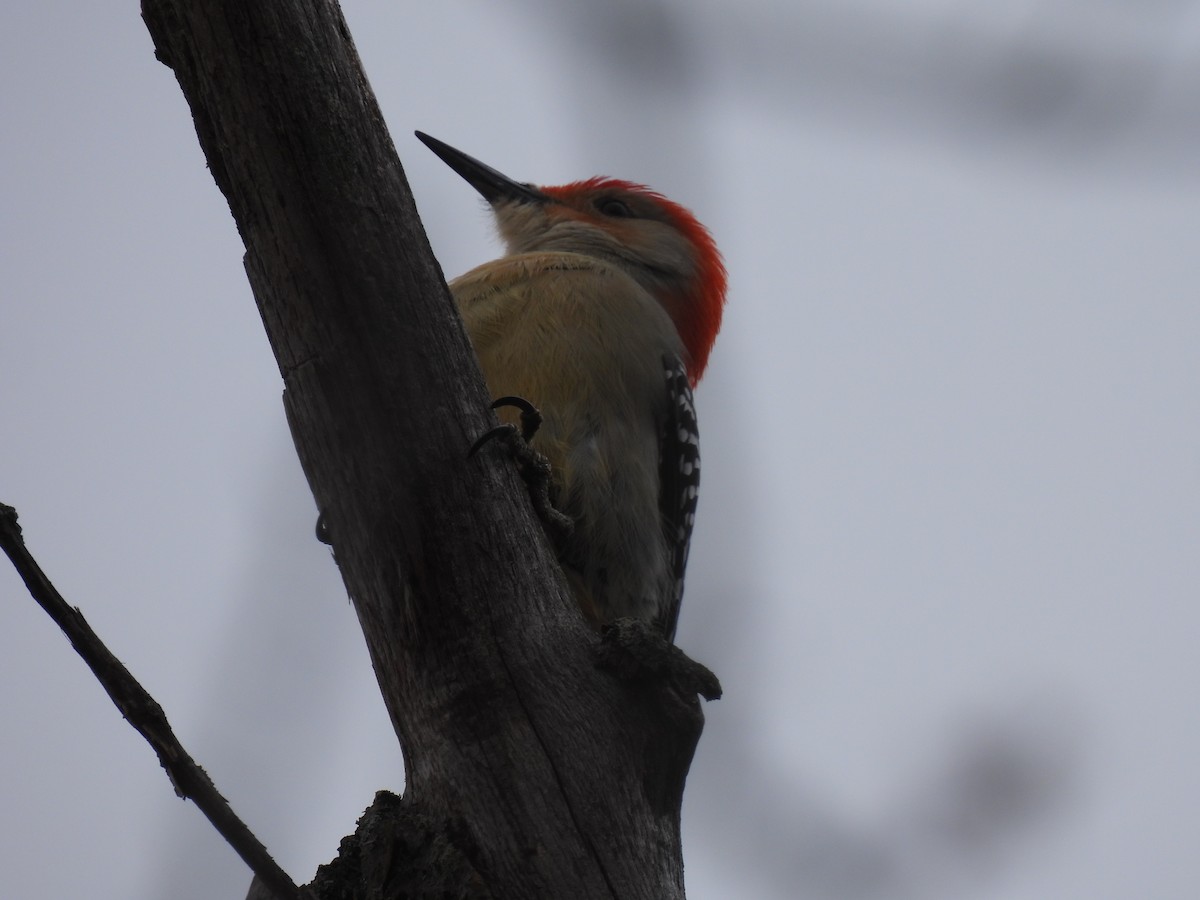 Red-bellied Woodpecker - ML615543871