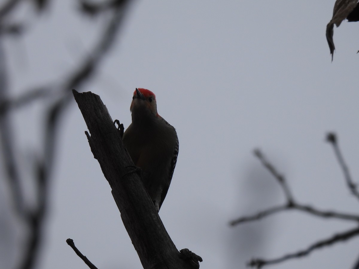 Red-bellied Woodpecker - ML615543872
