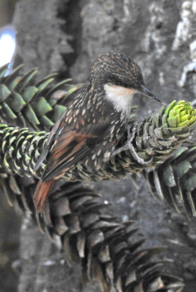 White-throated Treerunner - ML615543874