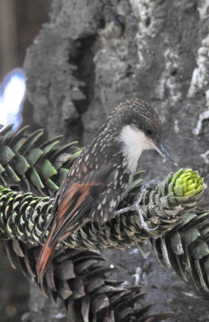 White-throated Treerunner - ML615543875