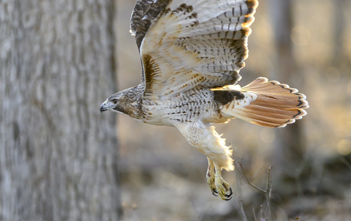 Red-tailed Hawk - ML615543899