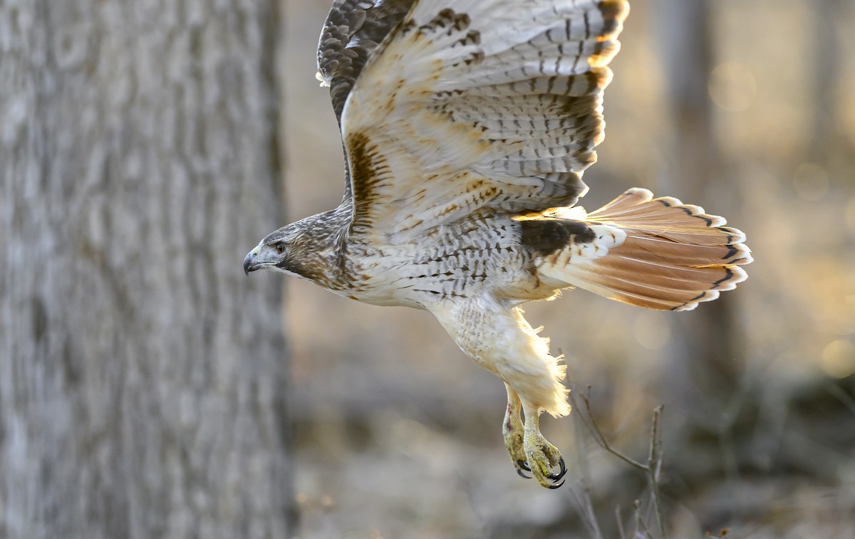 Rotschwanzbussard - ML615543899