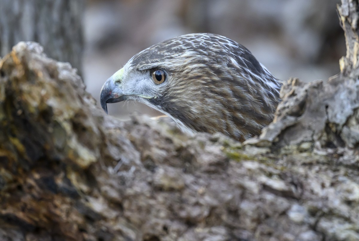 Rotschwanzbussard - ML615543900