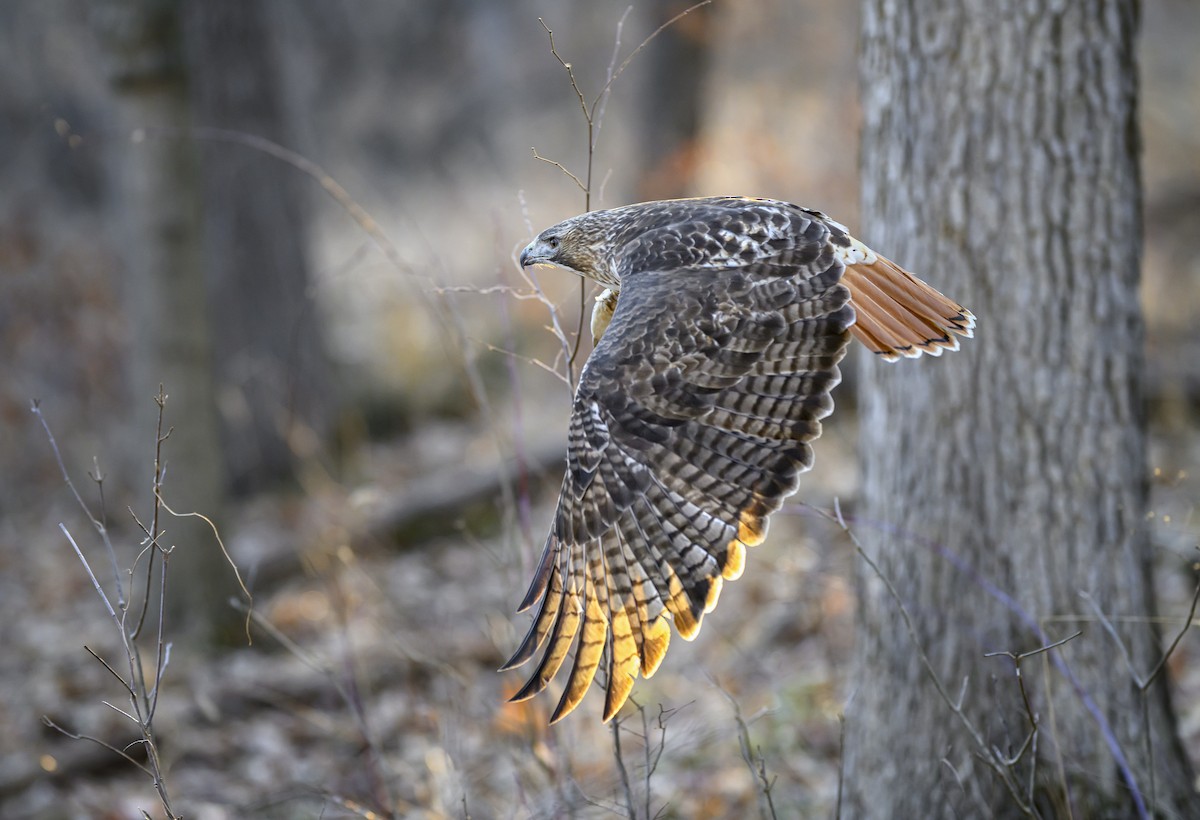 Red-tailed Hawk - ML615543901