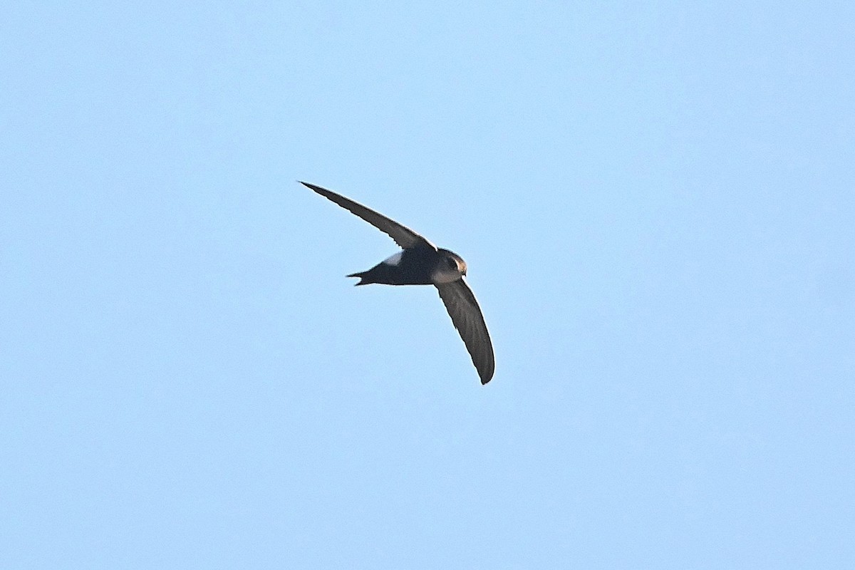 Horus Swift (White-rumped) - ML615543925