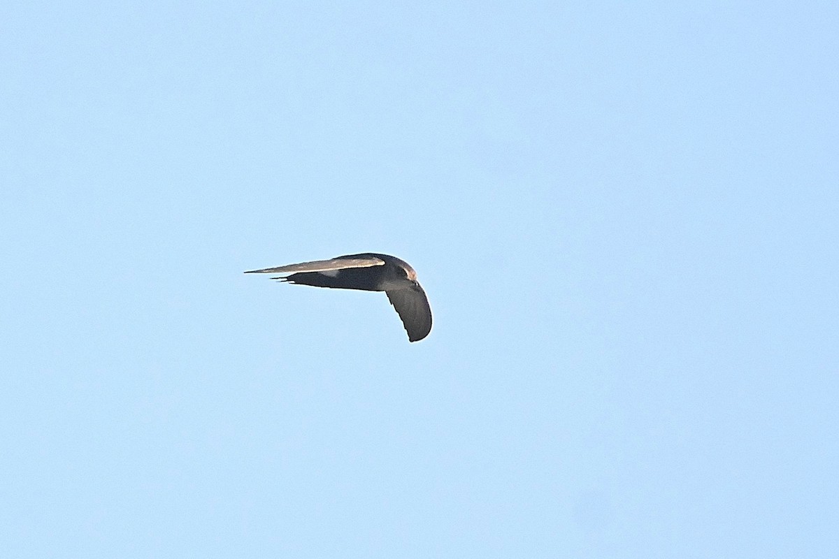 Horus Swift (White-rumped) - ML615543926