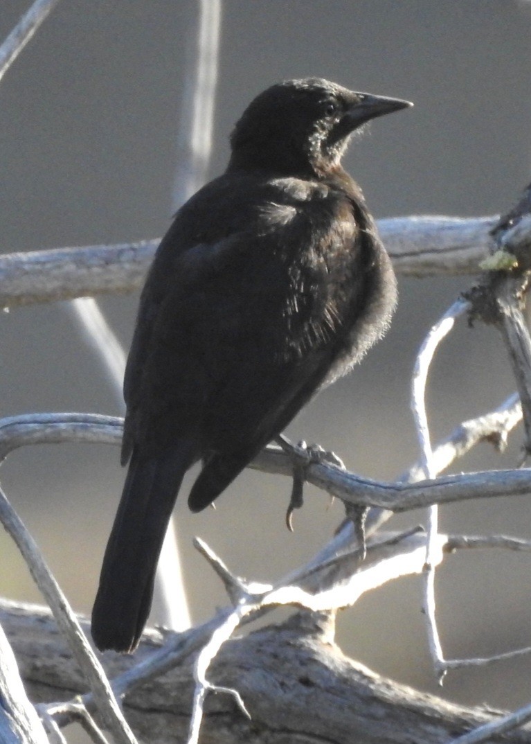 Austral Blackbird - ML615543937