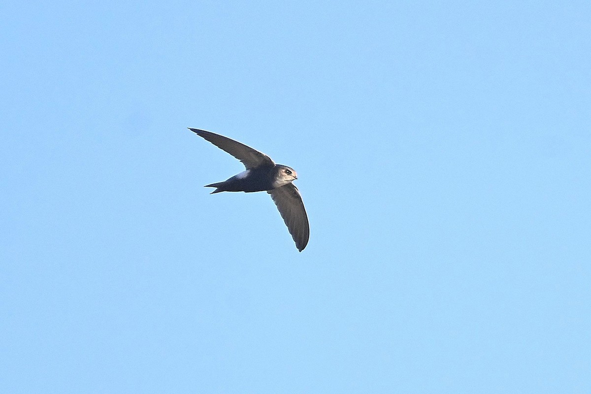 Horus Swift (White-rumped) - ML615543938