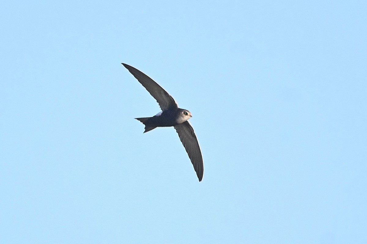 Horus Swift (White-rumped) - Alvaro Rodríguez Pomares