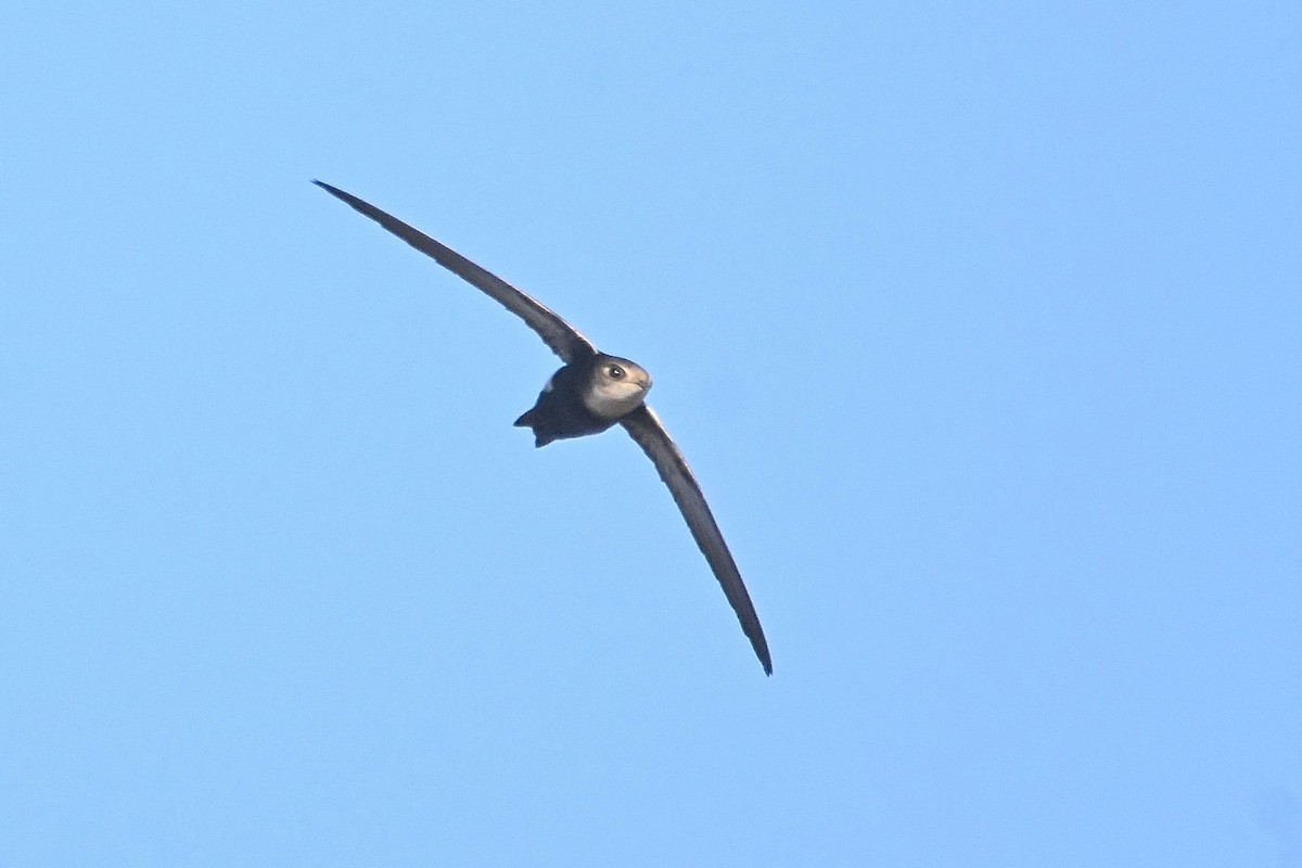 Horus Swift (White-rumped) - Alvaro Rodríguez Pomares