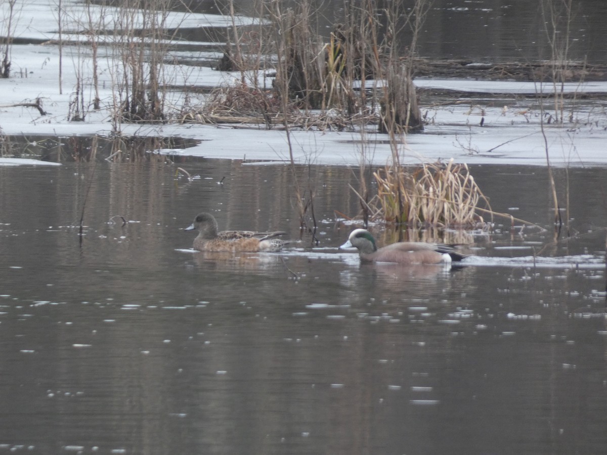 American Wigeon - ML615543962