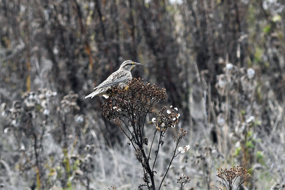 Western Meadowlark - ML615543973