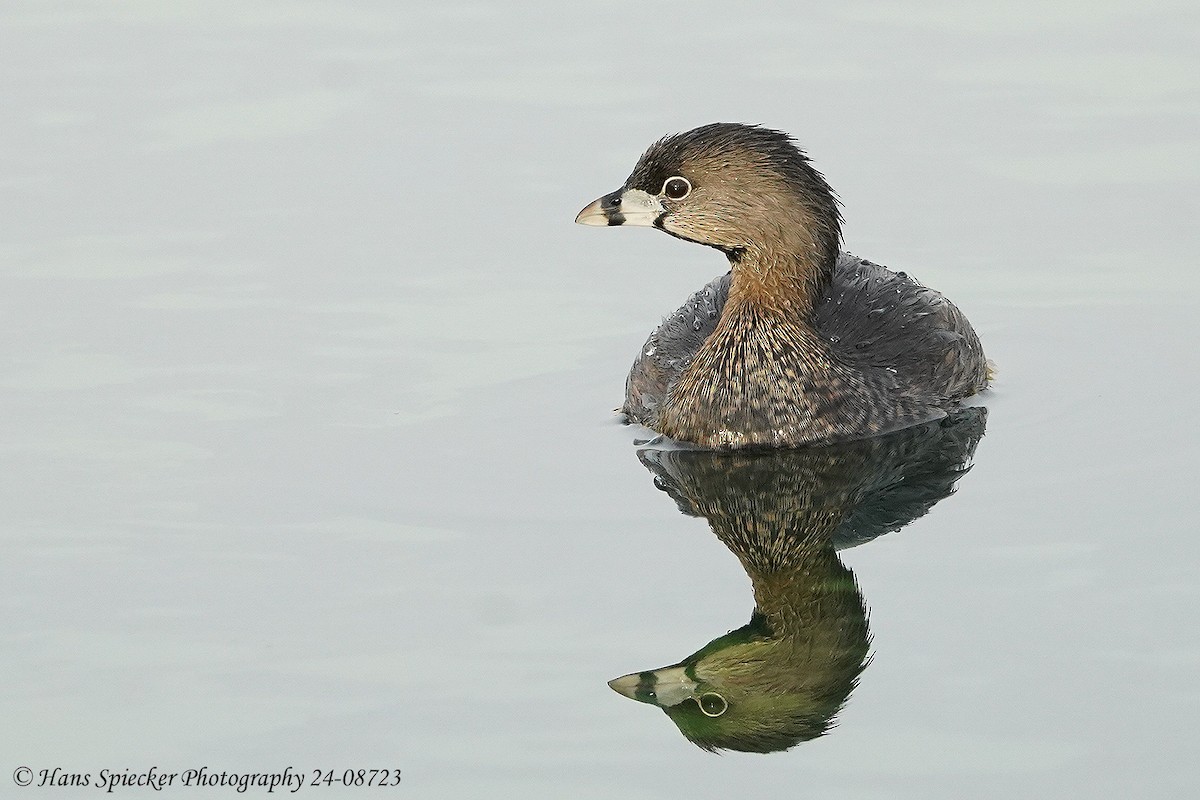 Pied-billed Grebe - ML615543976