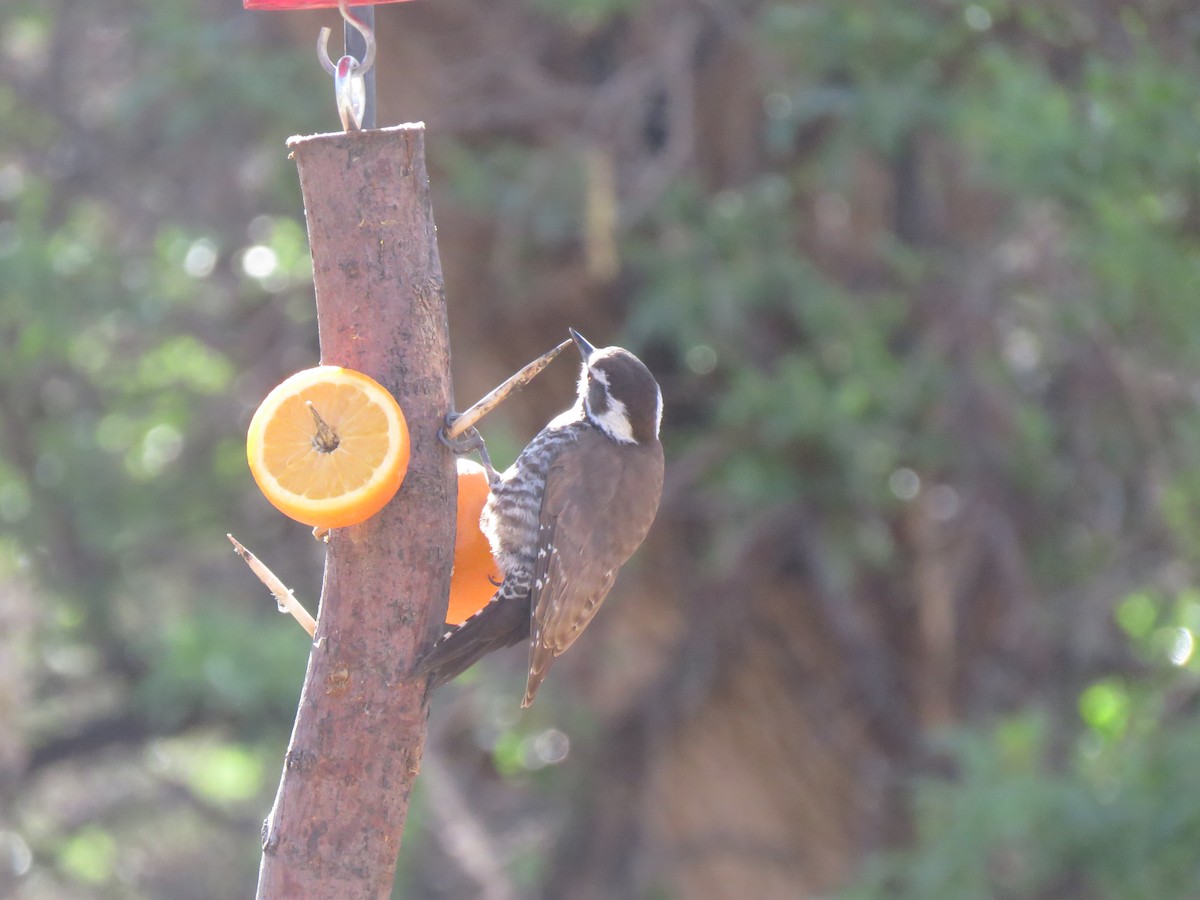 Arizona Woodpecker - ML615543992