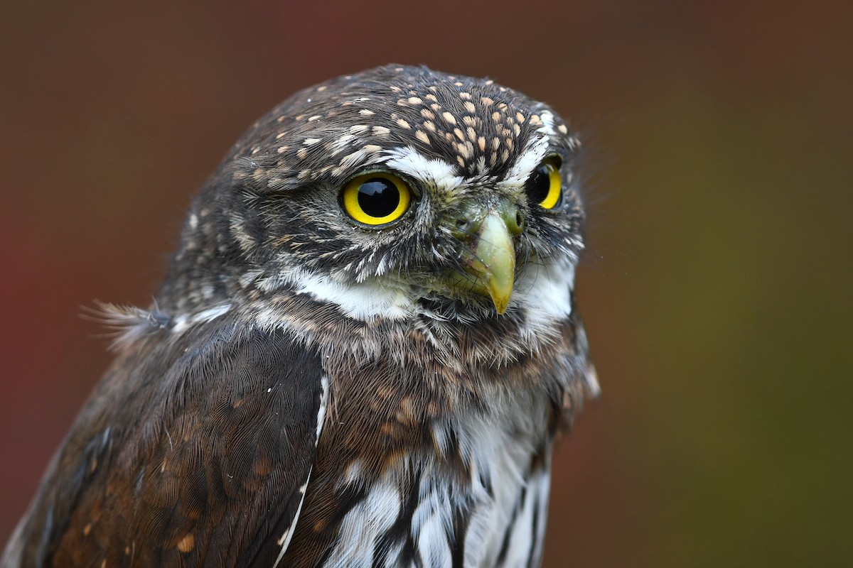 Northern Pygmy-Owl - David M. Bell